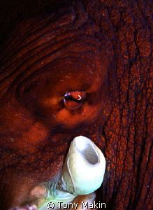 The eye of the octopus by Tony Makin 